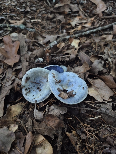 indigo milk cap