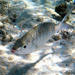 鑽嘴魚科 - Photo 由 Tom Murray 所上傳的 (c) Tom Murray，保留部份權利CC BY-NC