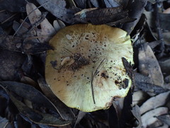 Calonarius