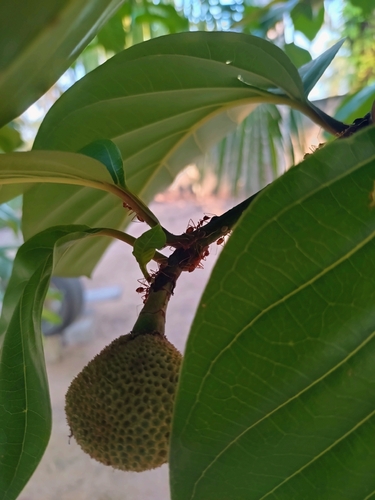 African Weaver Ant