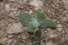 Salvia aethiopis, photograph (c) Se Lena, some rights reserved (CC BY)