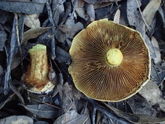 Calonarius