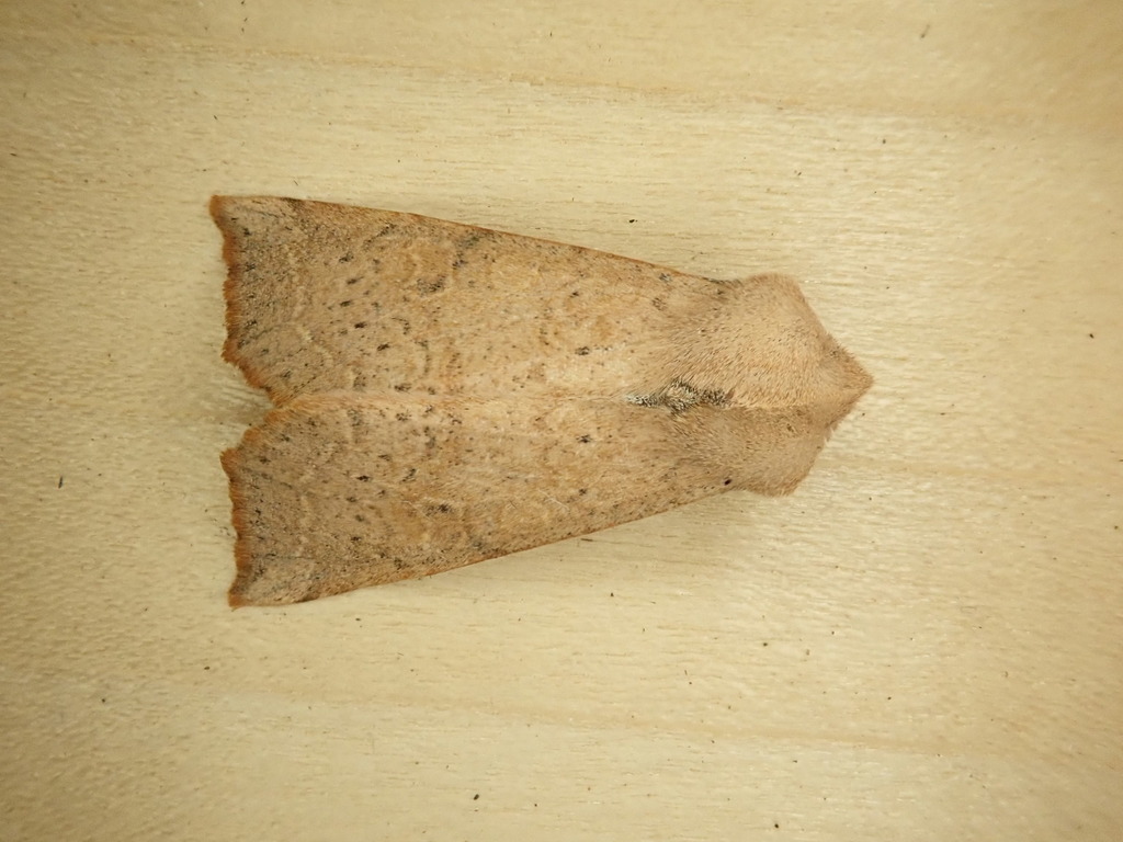 Perigonica fulminans