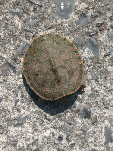 Eastern Meso-American Slider, Trachemys venusta