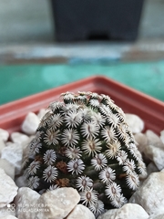 Mammillaria hernandezii