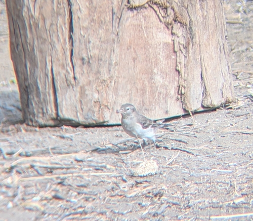 iNaturalist image
