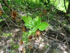 Rhus aromatica serotina