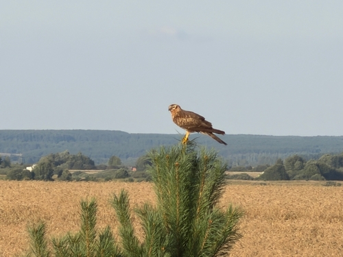 Montagu's Harrier
