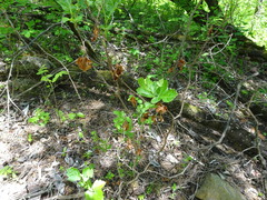 Rhus aromatica serotina