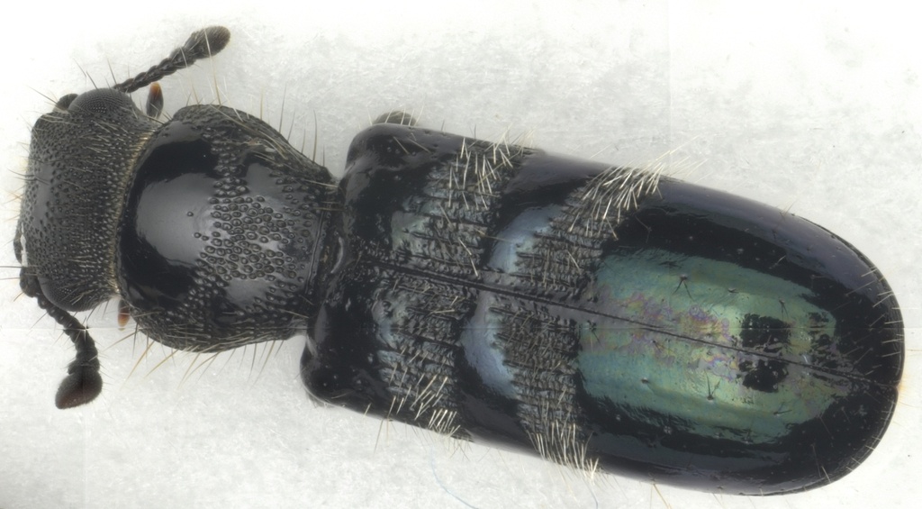 Acalanthis semimetallica