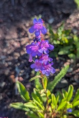 Penstemon albertinus, photograph (c) Maurice Raymond, some rights reserved (CC BY)