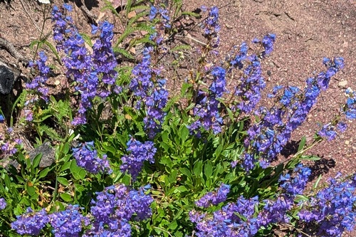 Penstemon albertinus, photograph 2