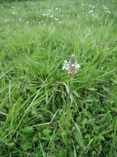 ribwort plantain