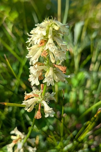 Penstemon confertus, photograph 4