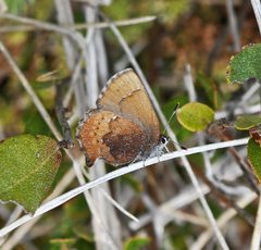 Callophrys augustinus