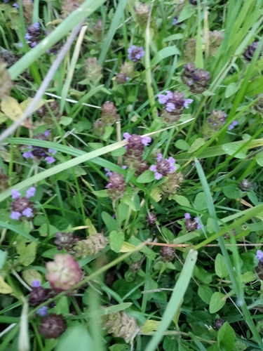 common selfheal