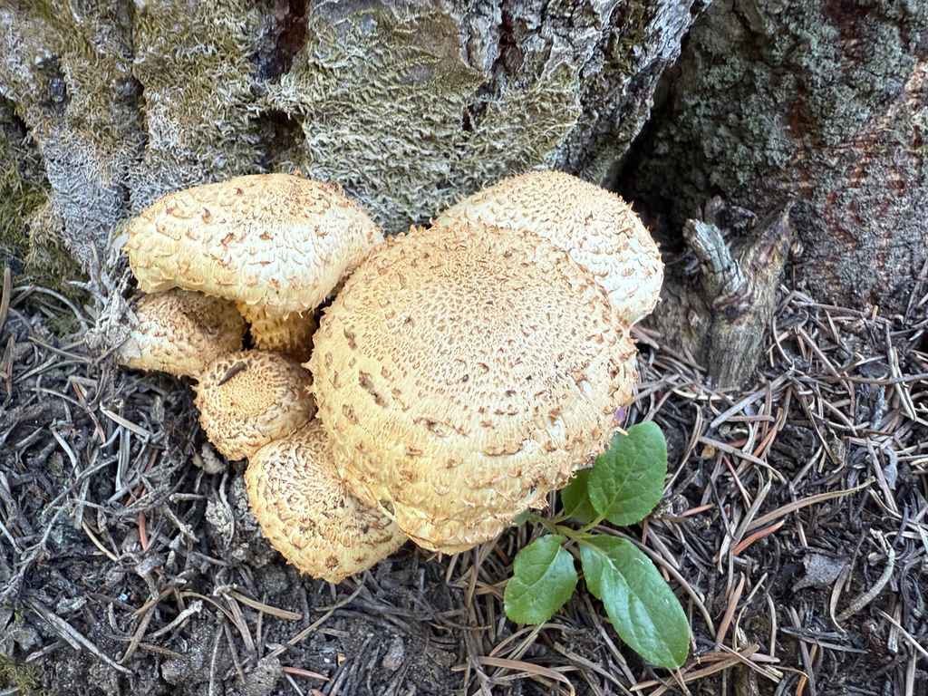 shaggy scalycap · August 2026 · photo: Photo: (c) Jared Lincenberg, some rights reserved (CC BY) · iNaturalist