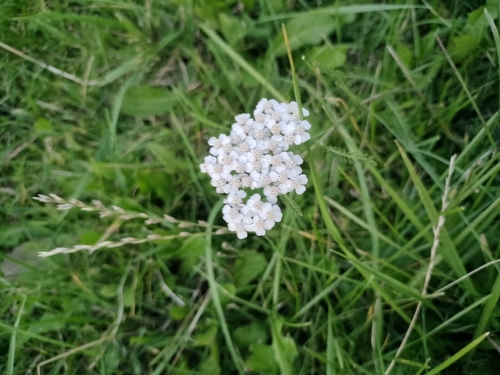 common yarrow