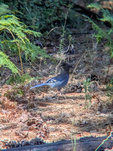 iNaturalist observation photo of Steller's Jay