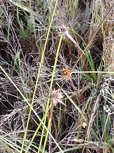 Rhynchospora barbata observed 2026-08-03