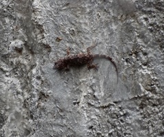 Hemidactylus mabouia