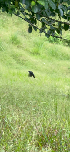 Variable Seedeater