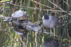 Fulica americana americana