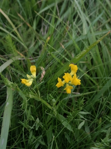 meadow pea