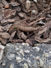 Elgaria multicarinata webbii