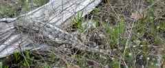 Sceloporus olivaceus