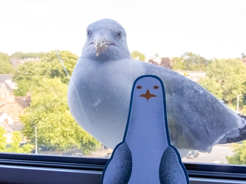 Goéland argenté