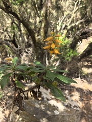 Digitalis canariensis