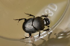 Onthophagus hecate
