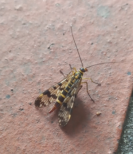 Meadow Scorpionfly