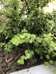 Portulacaria afra