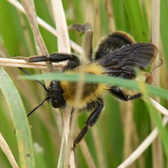 Bombus bellicosus