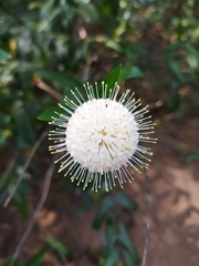 Cephalanthus salicifolius