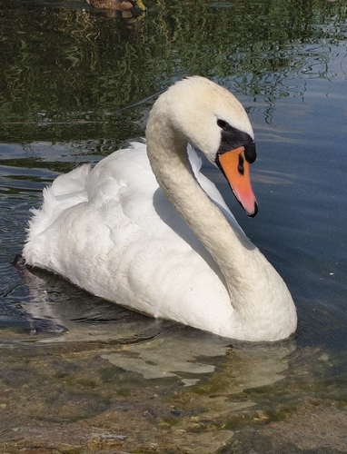 Mute Swan