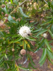 Cephalanthus salicifolius
