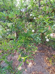 Cephalanthus salicifolius