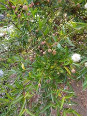 Cephalanthus salicifolius