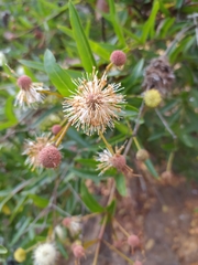 Cephalanthus salicifolius