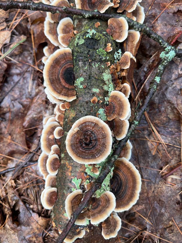 turkey-tail
