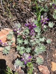 Lupinus concinnus optatus