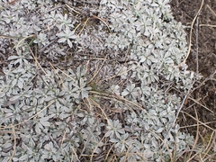 Antennaria microphylla