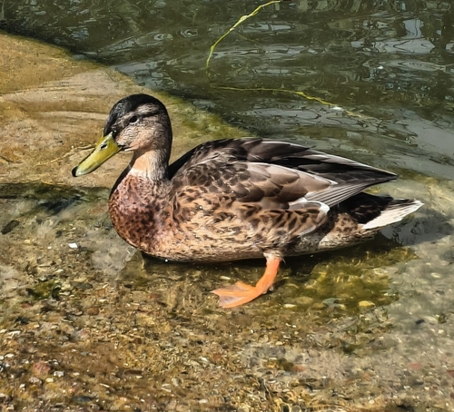 Mallard