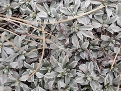 Antennaria microphylla