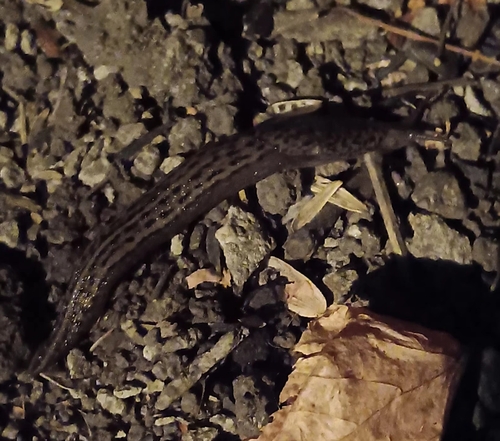 Leopard Slug