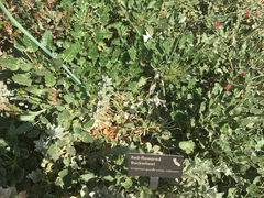 Eriogonum grande rubescens