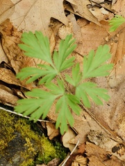 Dicentra cucullaria